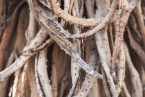 Twisted dried brunches — Stock Photo