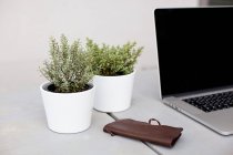 Ноутбук и растения в горшках на столе — стоковое фото
