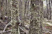 Cena natural com místico musgoso floresta árvore troncos vista — Fotografia de Stock