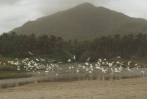 Природний ландшафт з літаючою зграєю білих чаплячих птахів над озером, пальмами та видом на гори на фоні — стокове фото