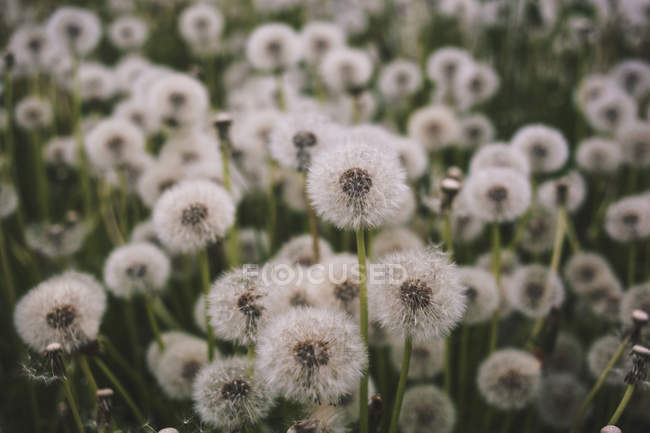 Blowballs of dandelion flowers on field — Stock Photo