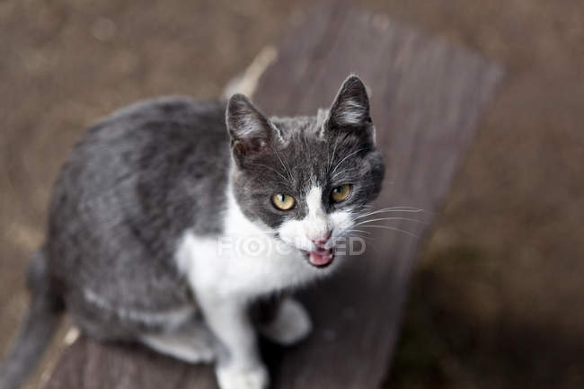 Meowing cat sitting on floor looking at camera, elevated view — Stock Photo