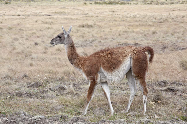 Vista laterale dell'animale lama che cammina in habitat naturale — Foto stock