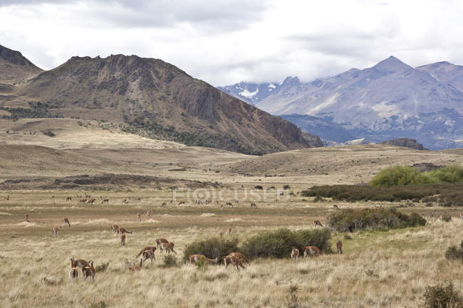 Antelopes grazing on deserted terrain — Stock Photo