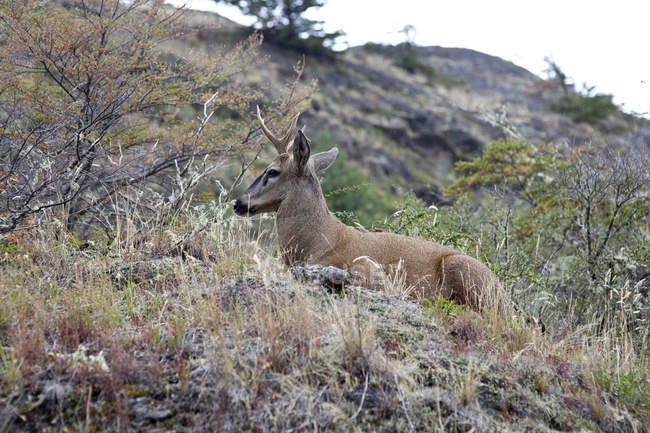 Cervo animale con corna in habitat naturale vista laterale — Foto stock