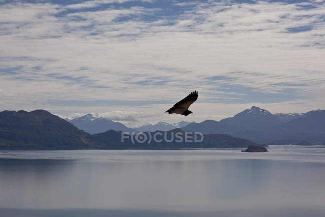 Cile paesaggio naturale con aquila che sorvola il lago, vista sulle montagne sullo sfondo — Foto stock