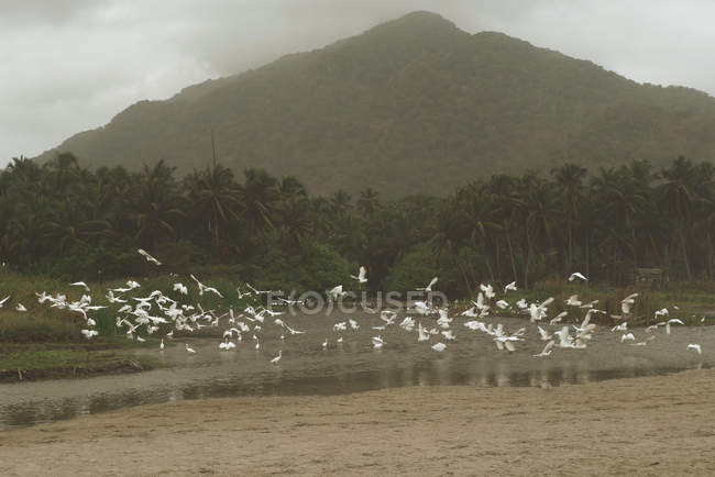 Природний ландшафт з літаючою зграєю білих чаплячих птахів над озером, пальмами та видом на гори на фоні — стокове фото