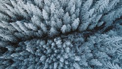 Денний повітряний вигляд струмка в гірському лісі — стокове фото
