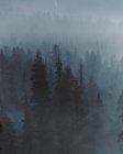 Vista diurna della nebbiosa foresta montana — Foto stock