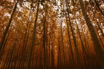 Денний вид на туманний автономний ліс — стокове фото