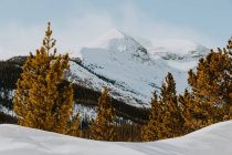 Vista diurna de montañas nevadas y árboles en el Parque Nacional Jasper, Alberta, Canadá - foto de stock
