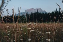 Vue diurne de prairie de montagne en fleurs près de la forêt — Photo de stock