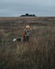Tagsüber sieht man Fuchs auf der Wiese sitzen — Stockfoto