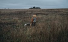 Vue de jour du renard assis dans la prairie — Photo de stock