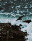Daytime view of black birds flying over rocks and splashes of Cape Flattery, Washington — Stock Photo