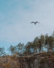 Дневной вид птицы, летящей над деревьями на горе — стоковое фото