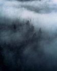 Vue de jour surélevée de la forêt de montagne sombre et brumeuse — Photo de stock
