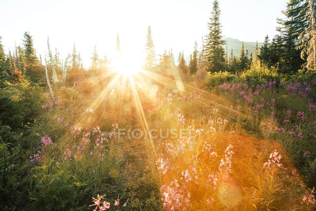 Nascer do sol sobre prado de montanha florescente e floresta — Fotografia de Stock
