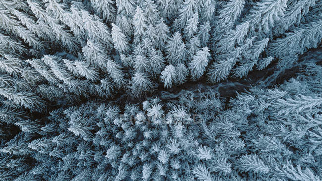 Vista aérea diurna do córrego na floresta de montanha — Fotografia de Stock