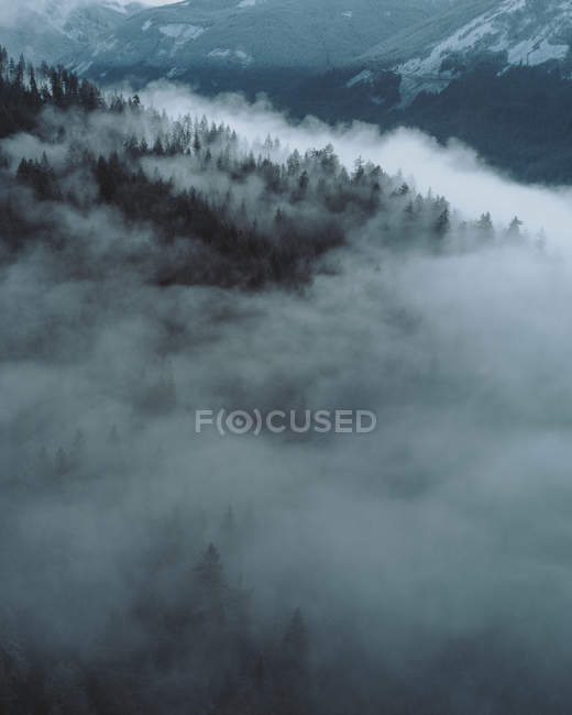Денний вид на туманний гірський ліс — стокове фото