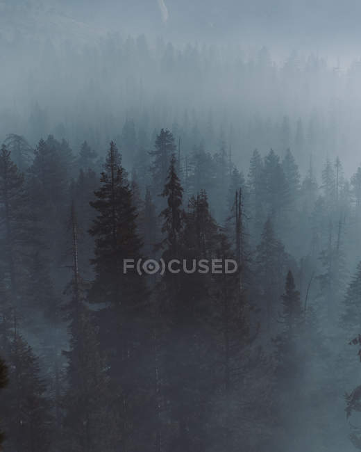 Vista diurna da nebulosa floresta montanhosa — Fotografia de Stock