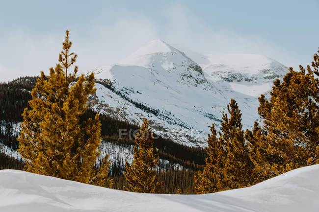 Vista diurna di montagne innevate e alberi nel Jasper National Park, Alberta, Canada — Foto stock