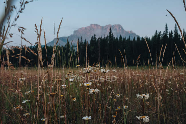 Vista diurna do prado de montanha florescente perto da floresta — Fotografia de Stock