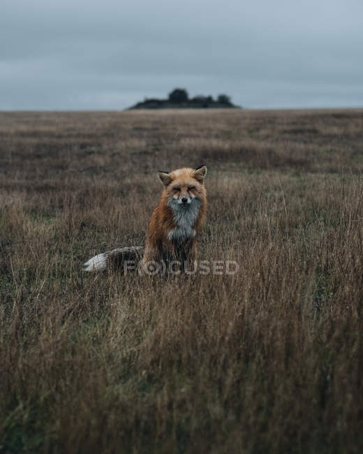 Vista diurna da raposa sentada no prado — Fotografia de Stock