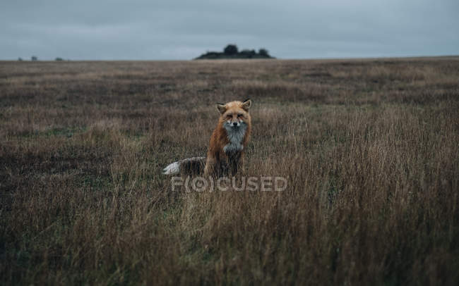 Vista diurna da raposa sentada no prado — Fotografia de Stock