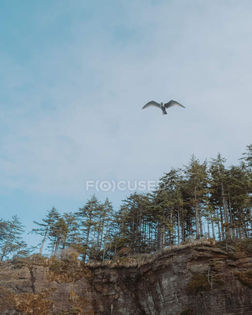 Денний вигляд птаха, що літає над деревами на горі — стокове фото