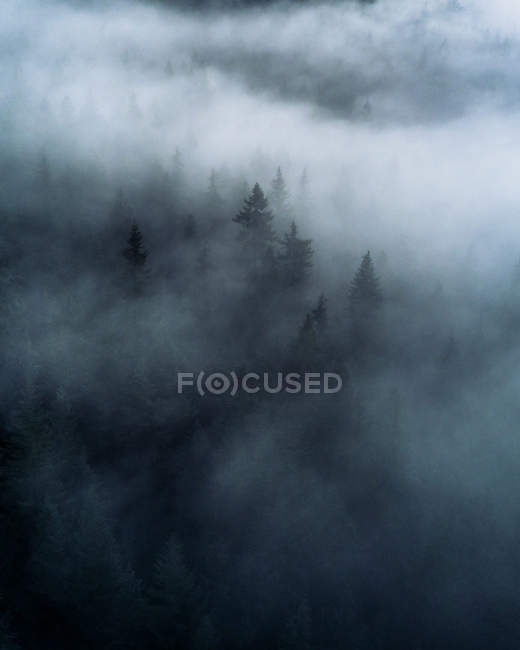 Денний піднятий вид на темний і туманний гірський ліс — стокове фото