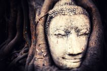 Tête de Bouddha dans les racines des arbres — Photo de stock