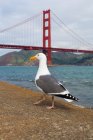 Gaivota perto de Golden Gate Bridge — Fotografia de Stock