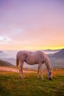 Cavalo pastando no prado da montanha — Fotografia de Stock