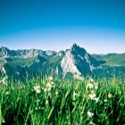 Альпійський пейзаж з квітами — стокове фото
