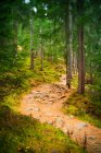 Извилистая дорога в горном лесу — стоковое фото