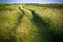 Road on pasture in countryside — Stock Photo