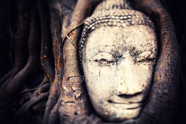 Tête de Bouddha dans les racines des arbres — Photo de stock