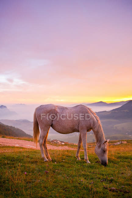 Cavalo pastando no prado da montanha — Fotografia de Stock
