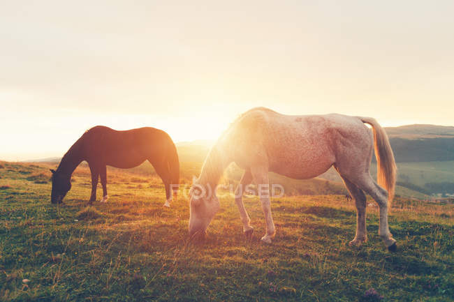 Cavalli al pascolo sul prato di montagna — Foto stock