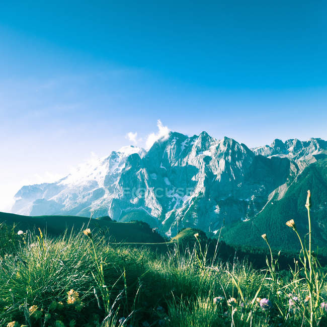 Paisagem alpina com flores — Fotografia de Stock