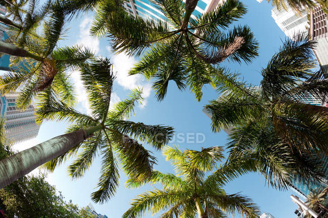 Palm trees in downtown — Stock Photo