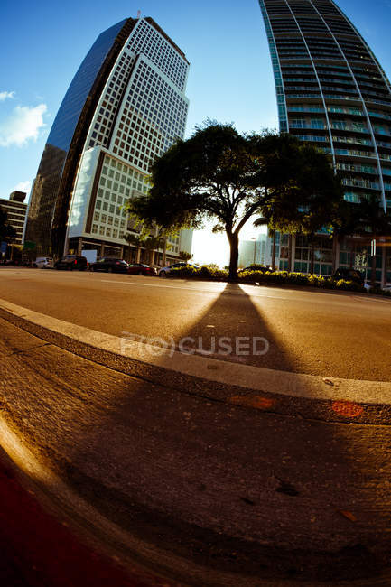 Árvore crescendo em distrito financeiro em Miami — Fotografia de Stock
