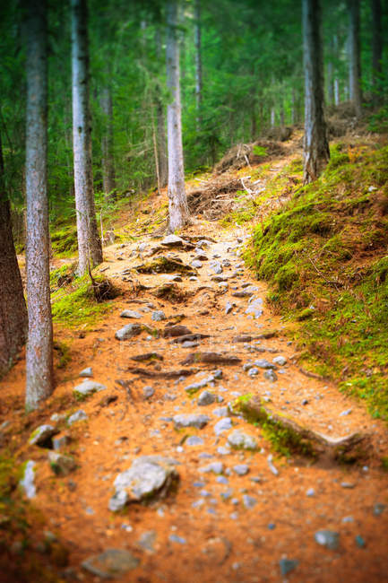 Winding road in mountain forest — Stock Photo