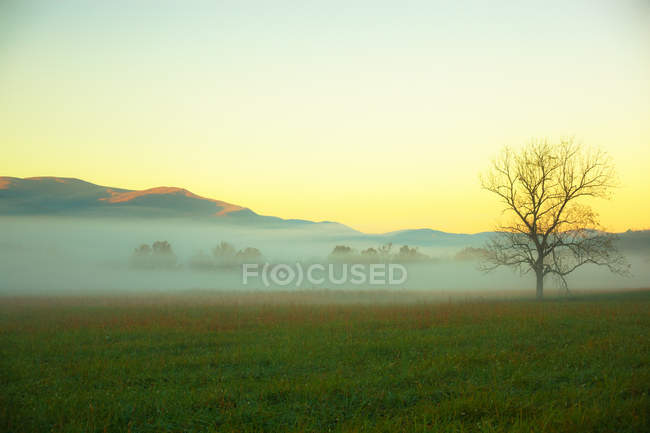 Prado nebuloso no campo — Fotografia de Stock