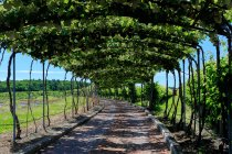 Виноградники растут в сельской местности в солнечную погоду — стоковое фото