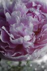 Close-up de flor de peônia rosa de corte fresco com gotículas de água — Fotografia de Stock
