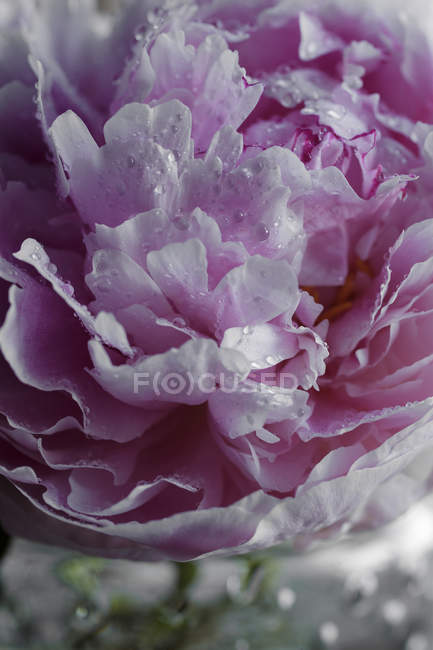 Primer plano de flor de peonía rosa cortada fresca con gotitas de agua - foto de stock