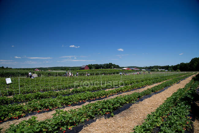 Fileiras de plantas de morango crescendo no campo com pessoas colhendo morangos no fundo — Fotografia de Stock