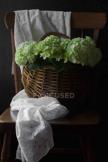 Fresh cut hydrangea flowers in basket on wooden chair — Stock Photo